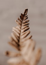 a close up of a pine cone