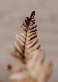 a close up of a pine cone