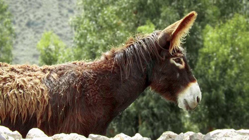 a brown horse with a white nose