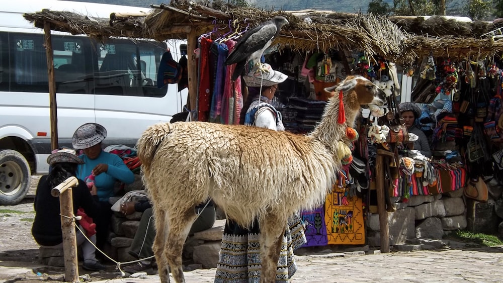 a camel with a person in the back