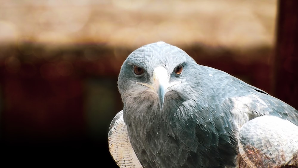 a bird with a white head