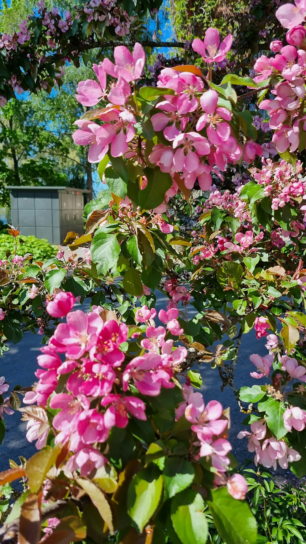 a group of flowers