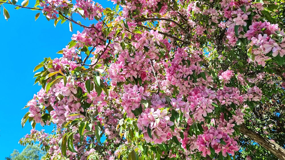 a tree with pink flowers