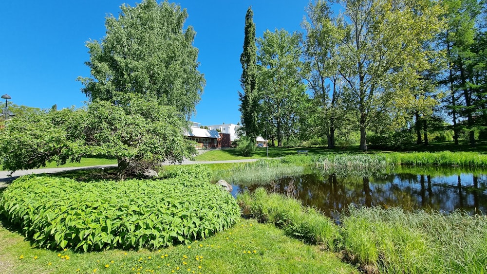 a pond with trees and bushes around it