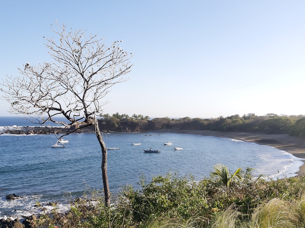 a body of water with boats in it and trees around it