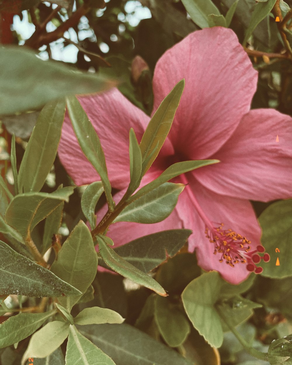 um close up de uma flor