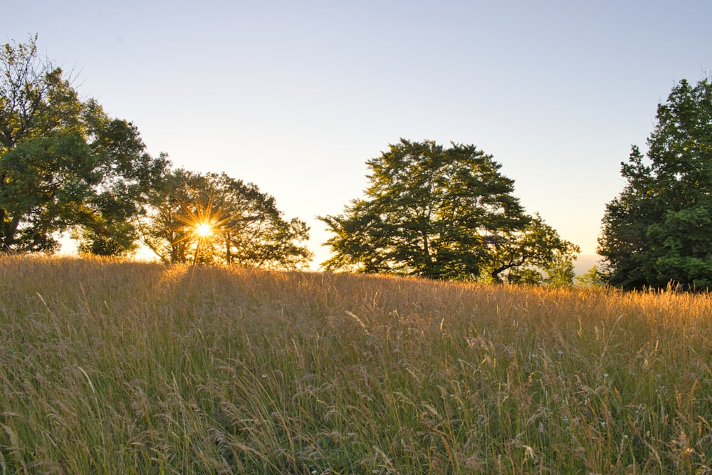 a grassy field with trees in the background