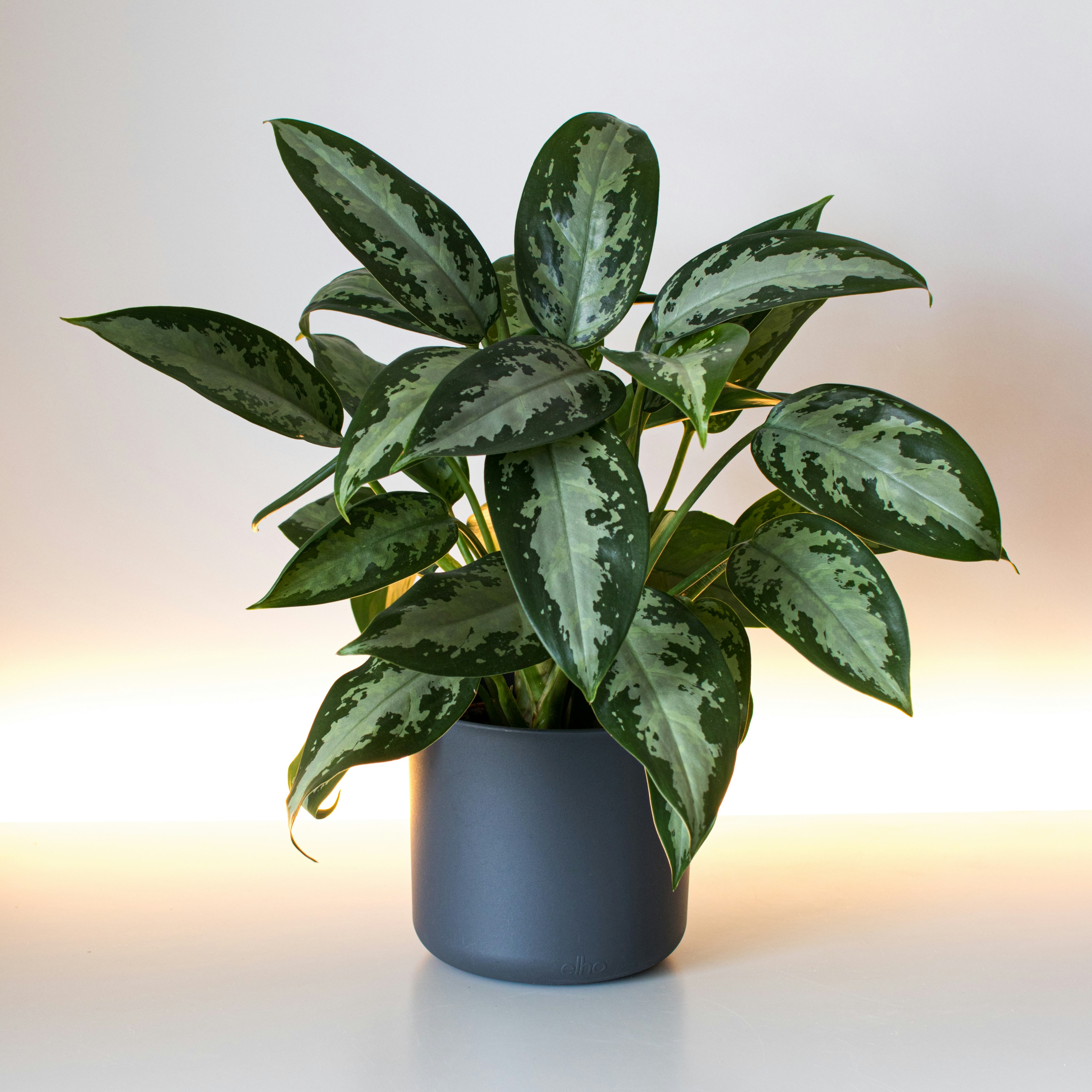 Photo by patrycja_chociej