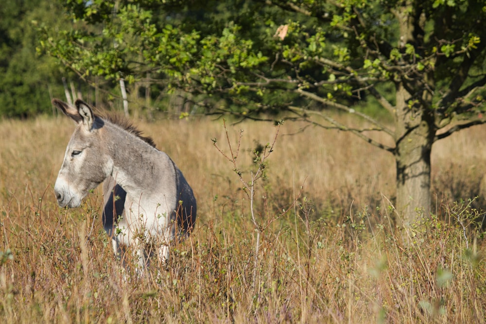 a donkey in a field