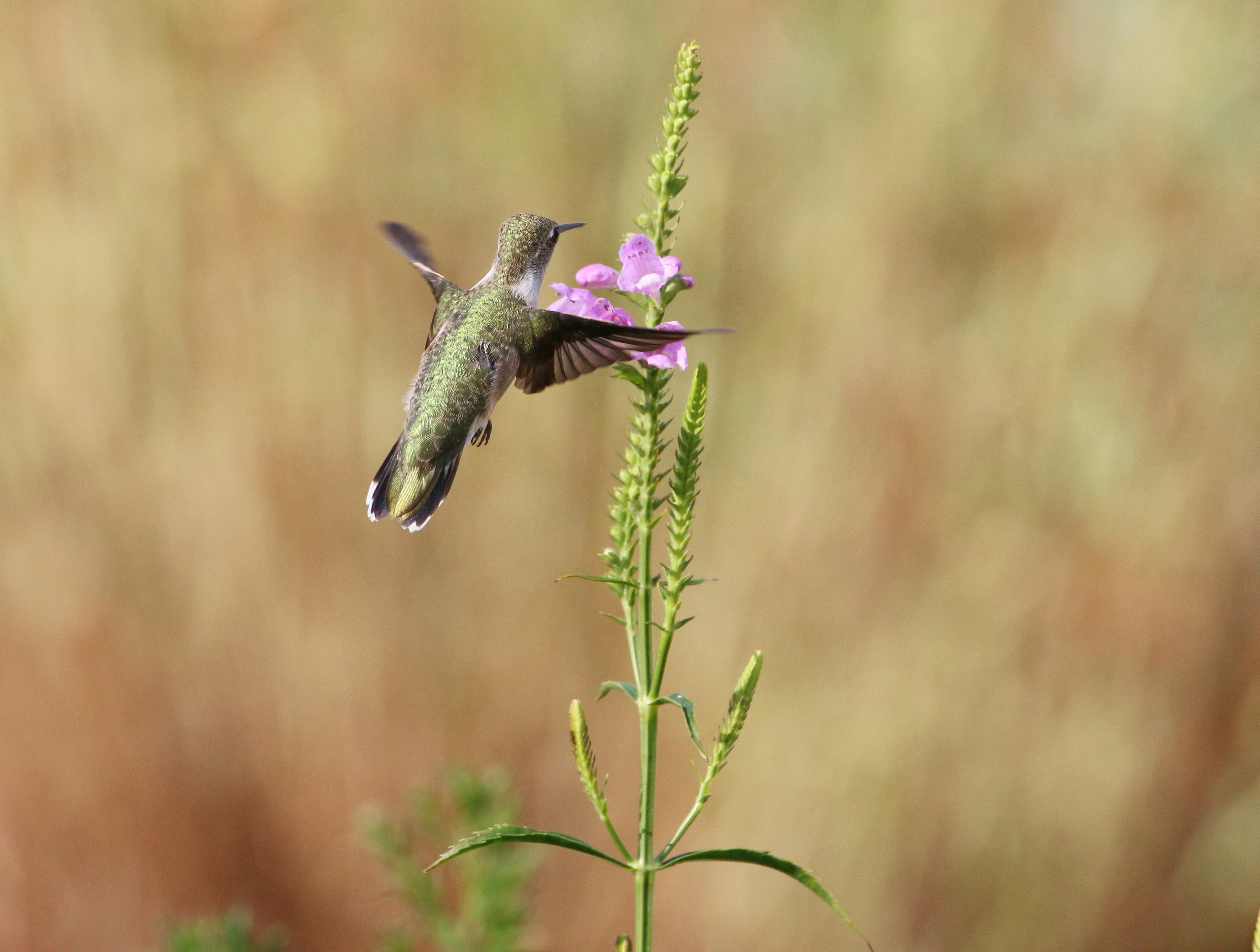 a hummingbird flying to a flower