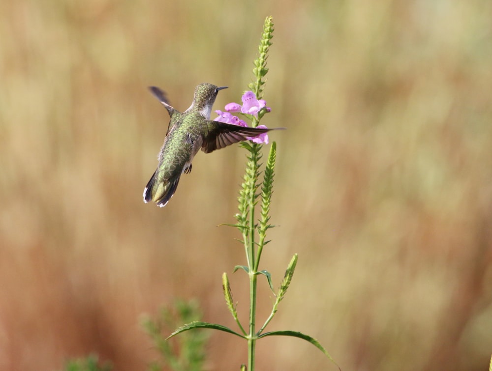 a hummingbird flying to a flower