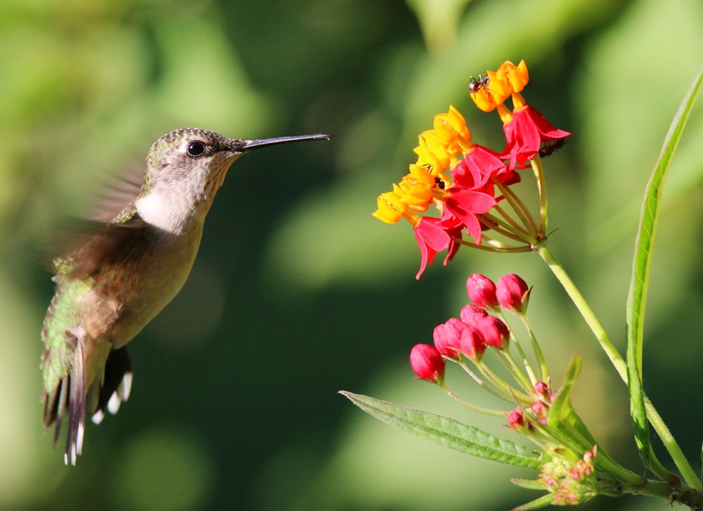 um pássaro empoleirado em uma flor