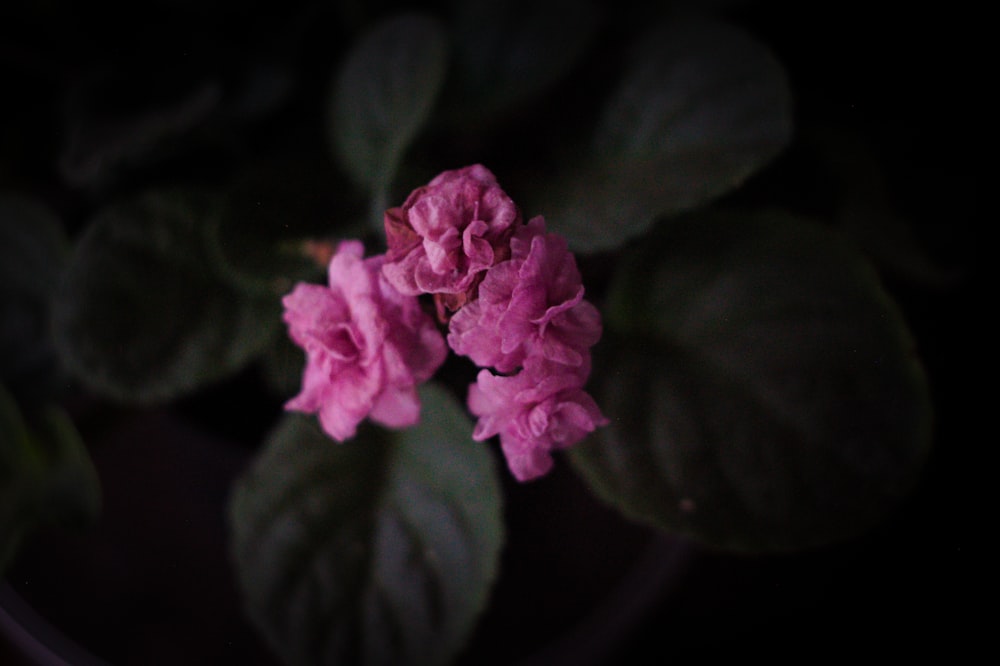 a close up of a flower