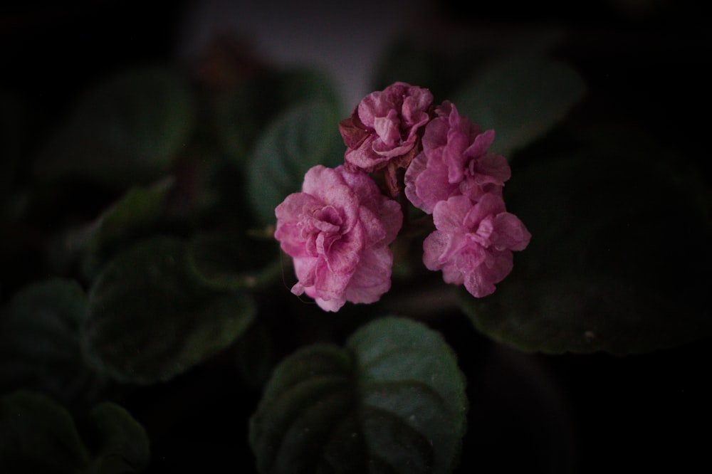 a group of flowers