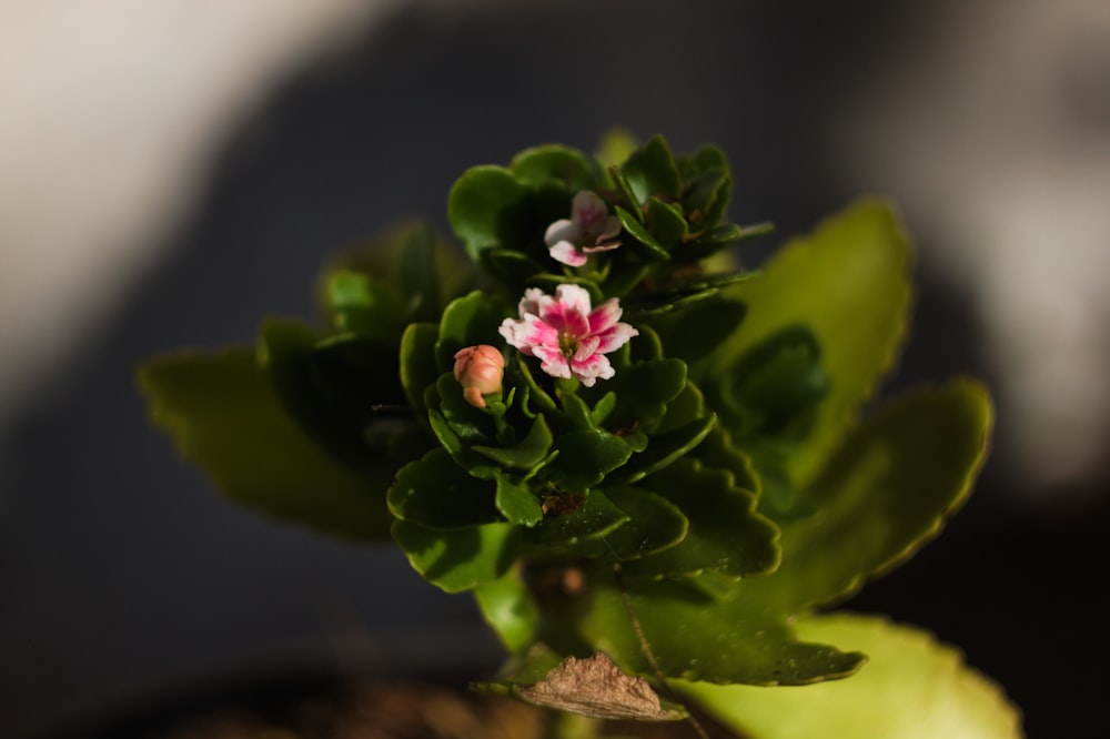 a close up of a plant