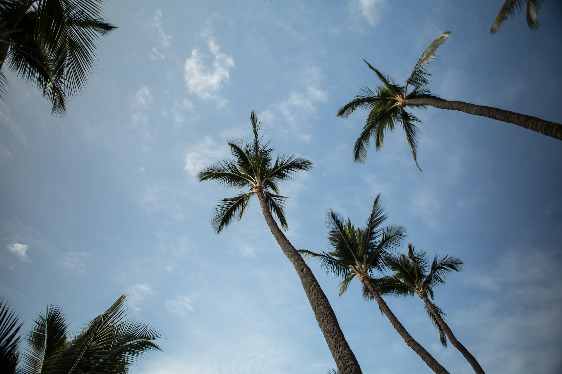 a group of palm trees