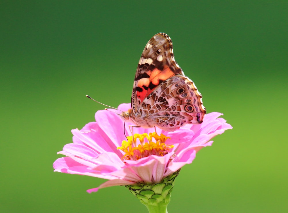 a butterfly on a flower