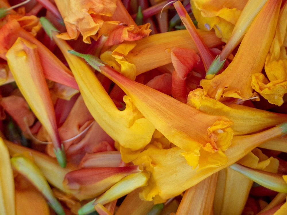 a bunch of colorful pasta