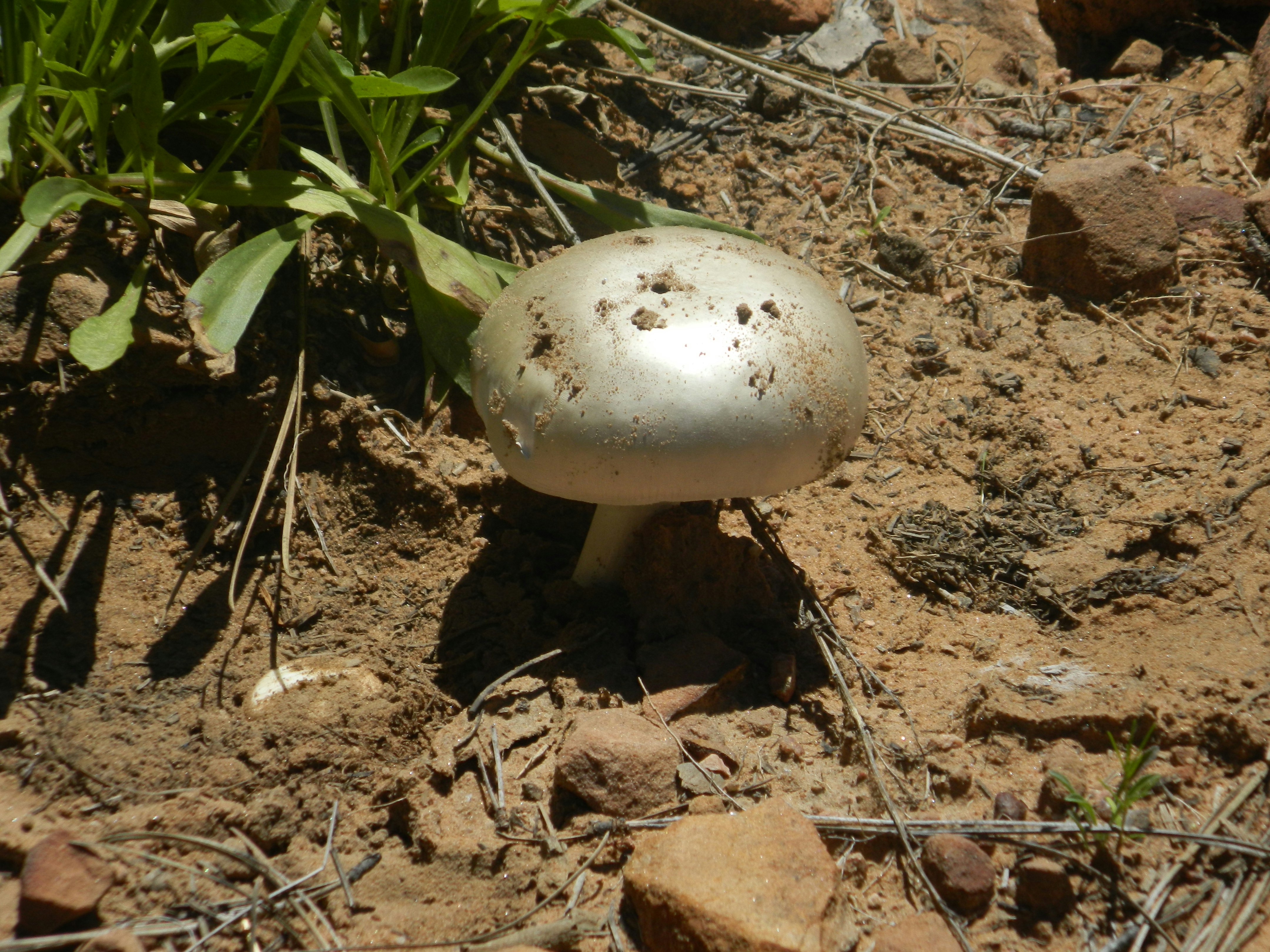 az-260