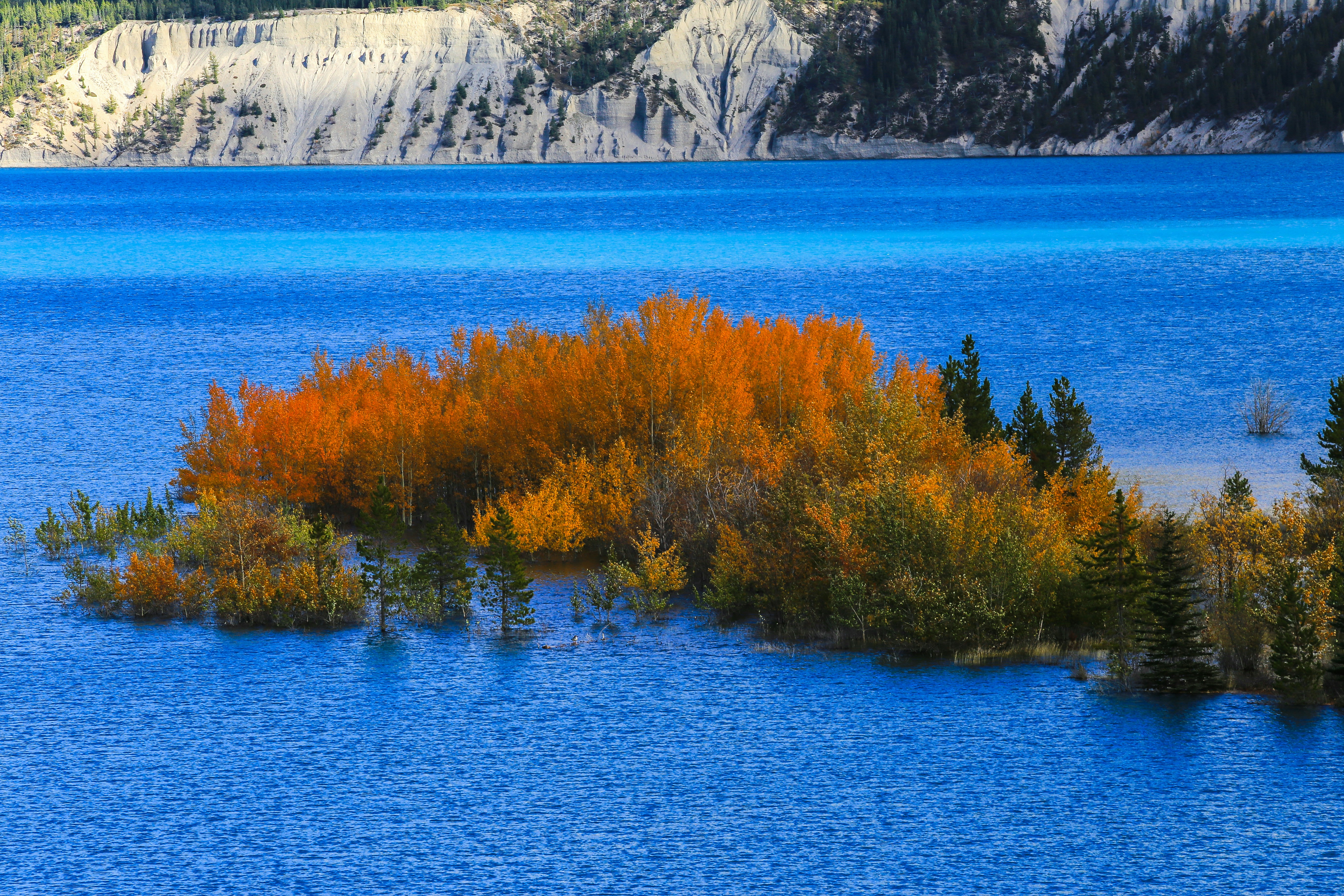 a group of trees next to a body of water