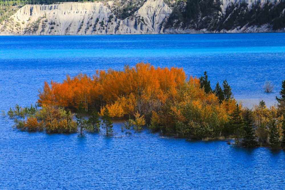 a group of trees next to a body of water