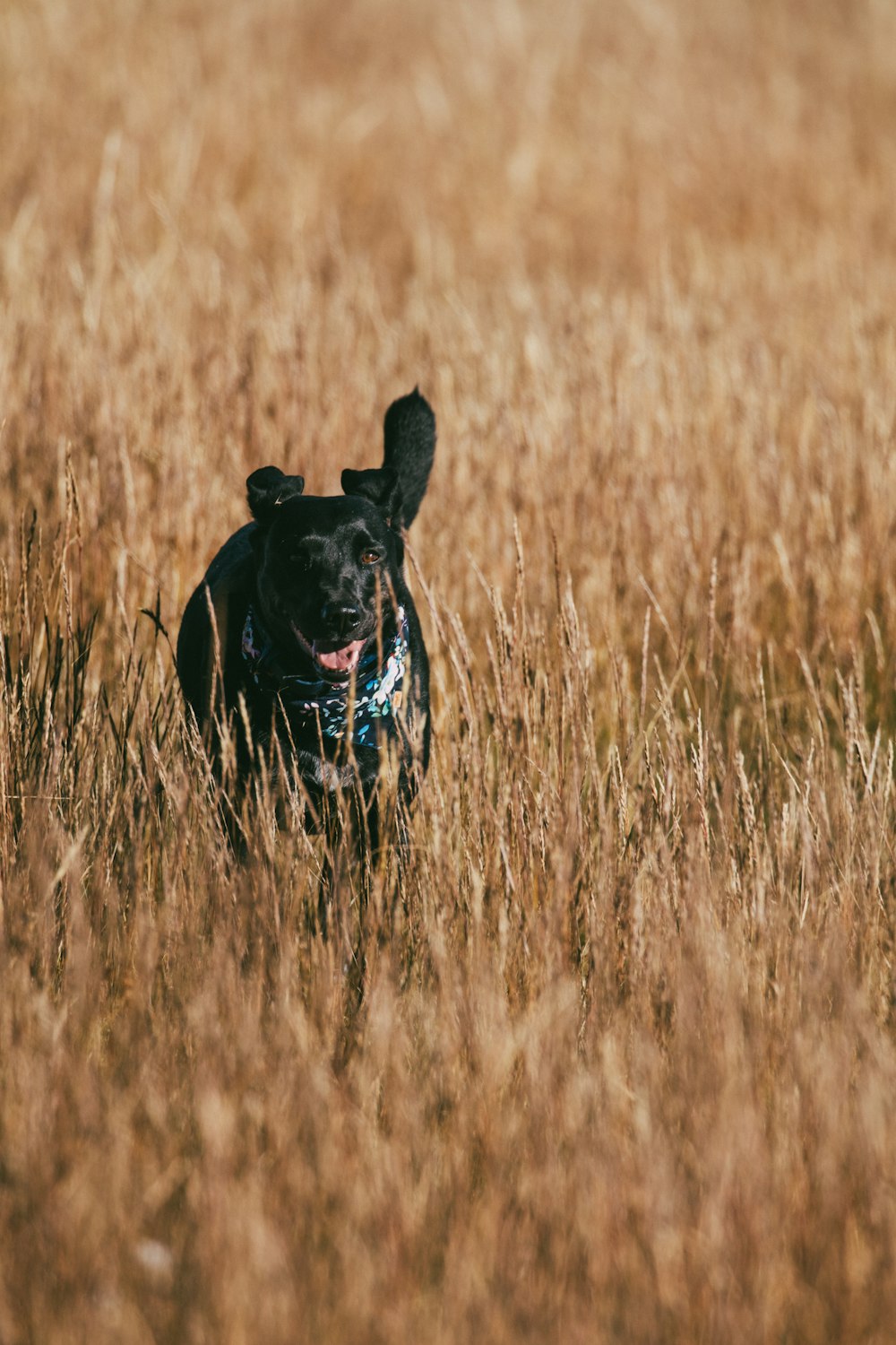 a dog in a field