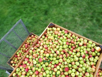 Wooden crates brimming with small green and red apples are positioned on a grassy surface. The apples display a variety of hues and are tightly packed within the crates.