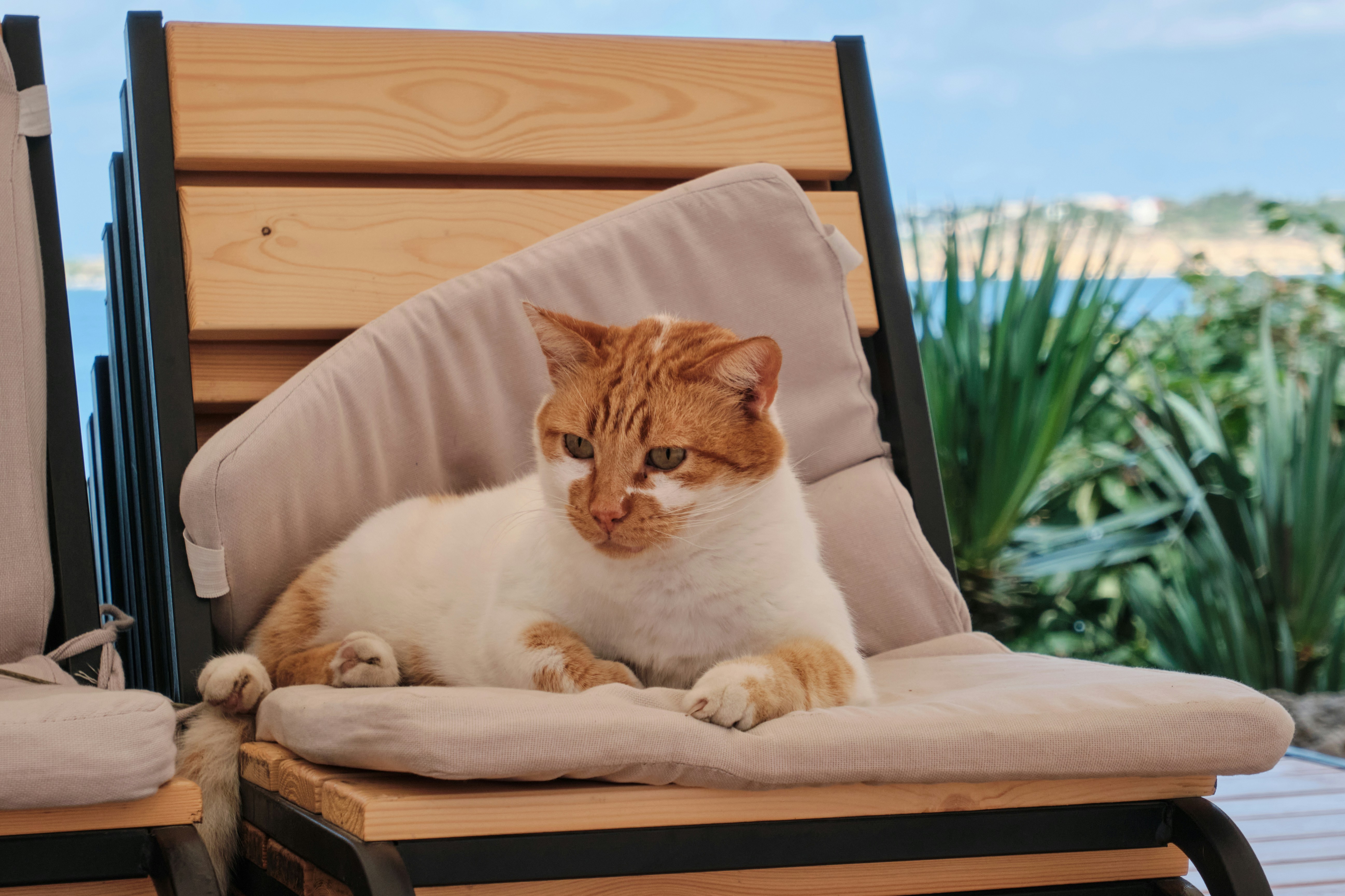 a cat sitting on a chair
