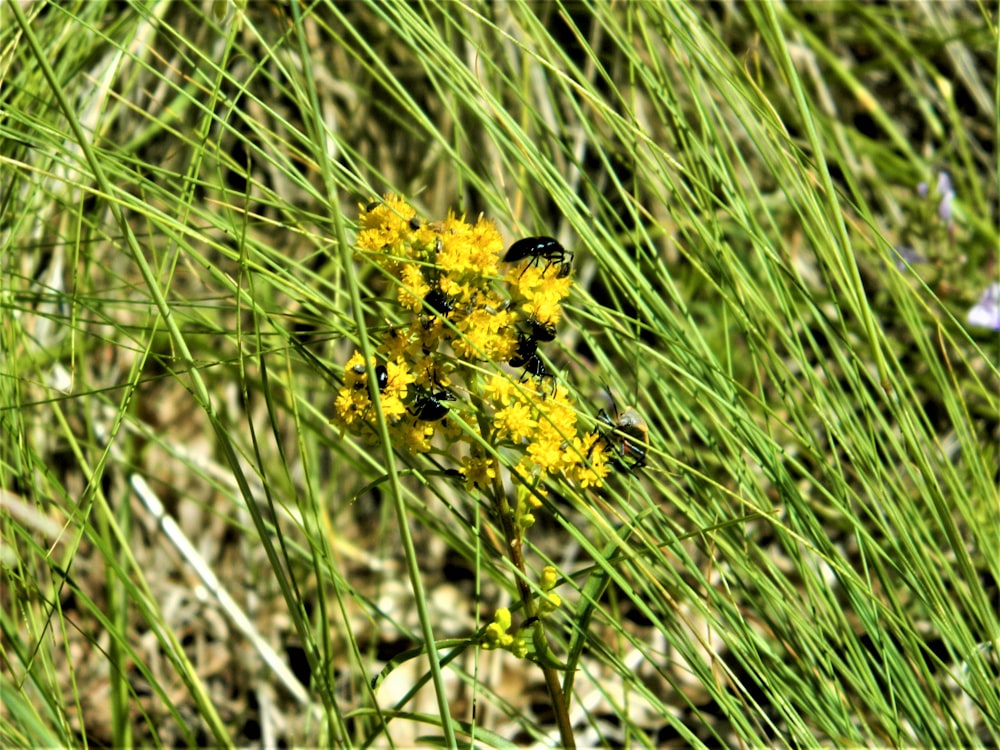 a bee on a flower