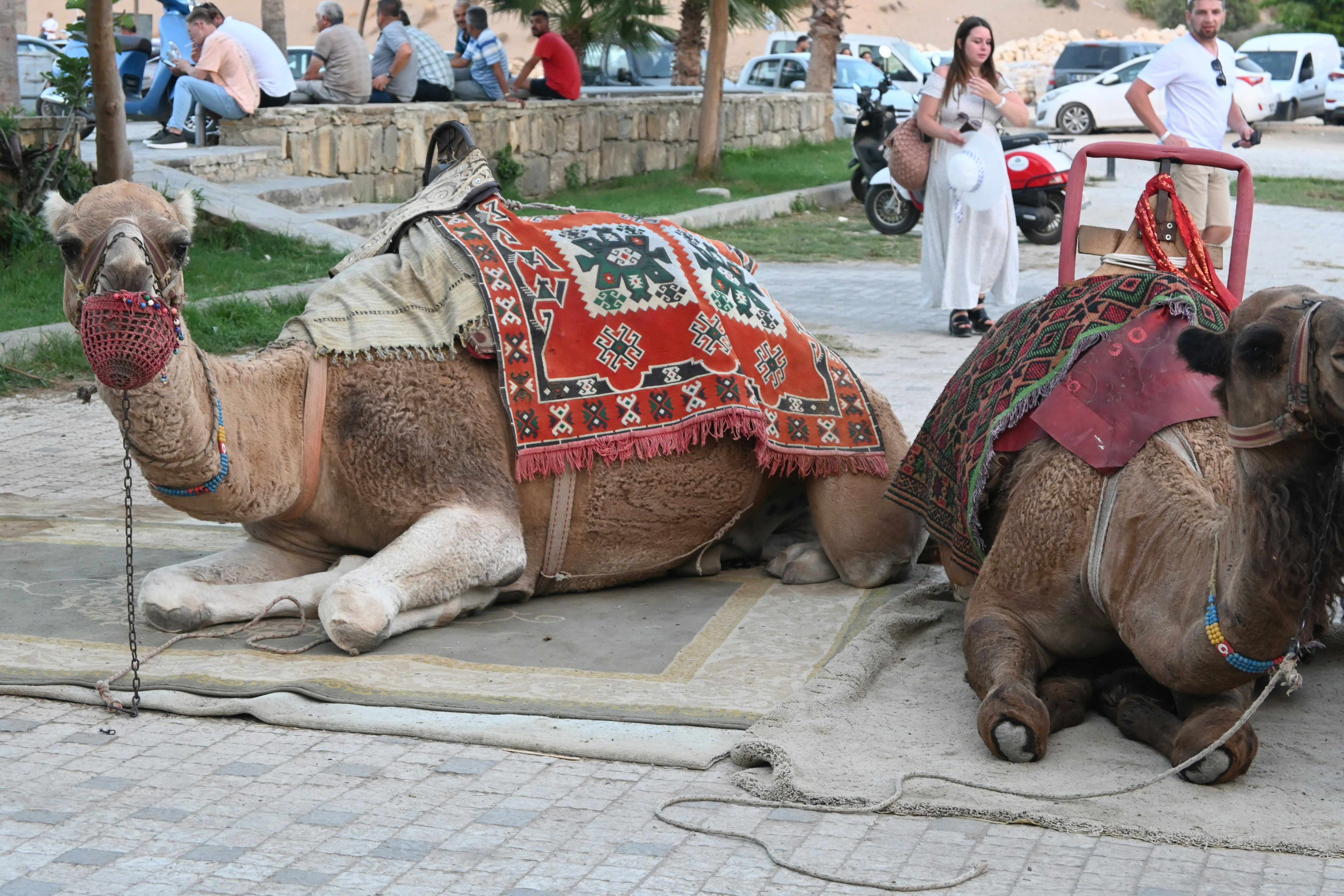 a couple camels with blankets