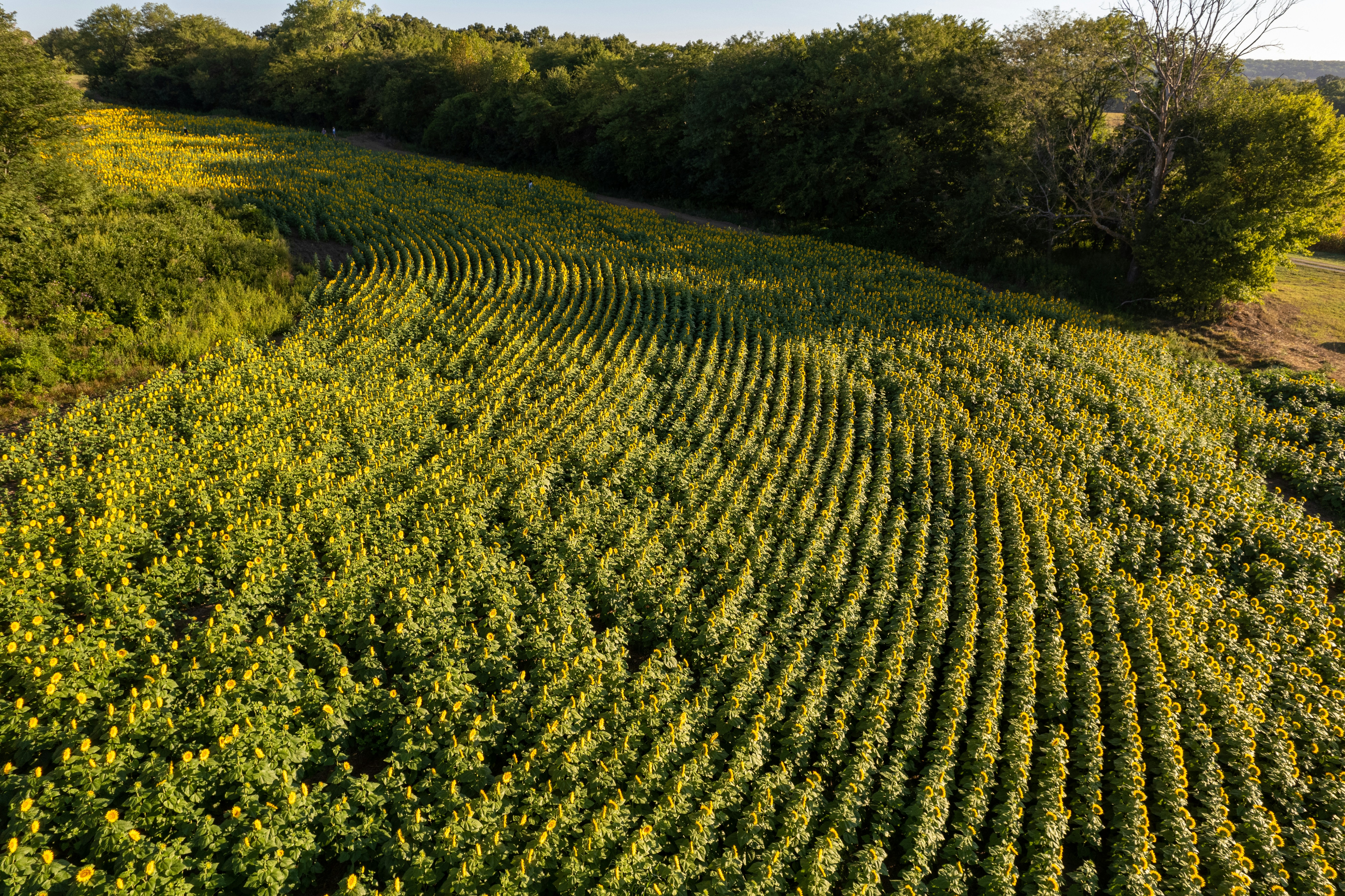 Sunflower field