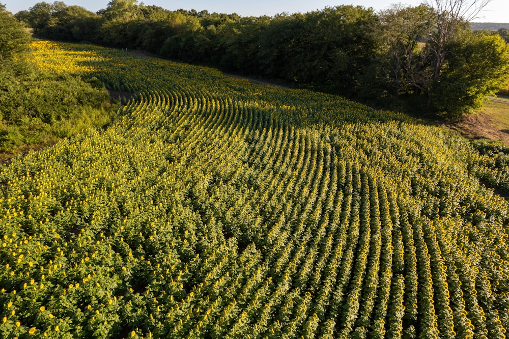 a field of yellow flowers