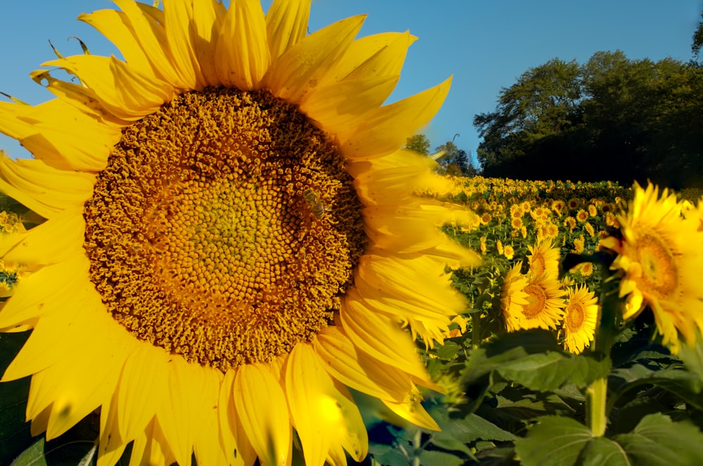 Un grand tournesol à plusieurs pétales