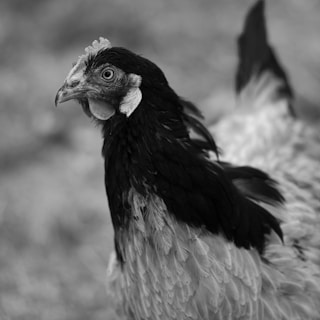 A black and white close-up image of a chicken, focusing on its head and upper body. The chicken's feathers range from dark to light shades, with a textured appearance. Its eye is prominent and the comb and wattles are noticeable.