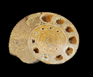 Close-up of a beautifully preserved ammonite fossil with intricate spiral details.