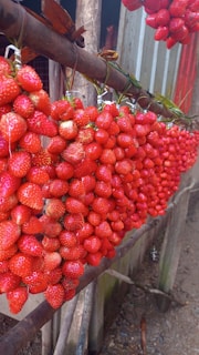 Bright red strawberries are tightly grouped and hanging from a wooden structure. The strawberries are glistening, suggesting they are fresh and potentially wet. Several bundles are suspended in a row, creating a vibrant and enticing display.