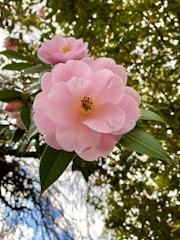 A close-up view of a pink camellia flower in full bloom with detailed petals. The background includes green leaves and a blurred view of the sky, giving a sense of depth and natural setting.