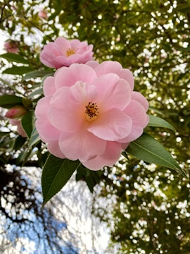 A close-up view of a pink camellia flower in full bloom with detailed petals. The background includes green leaves and a blurred view of the sky, giving a sense of depth and natural setting.