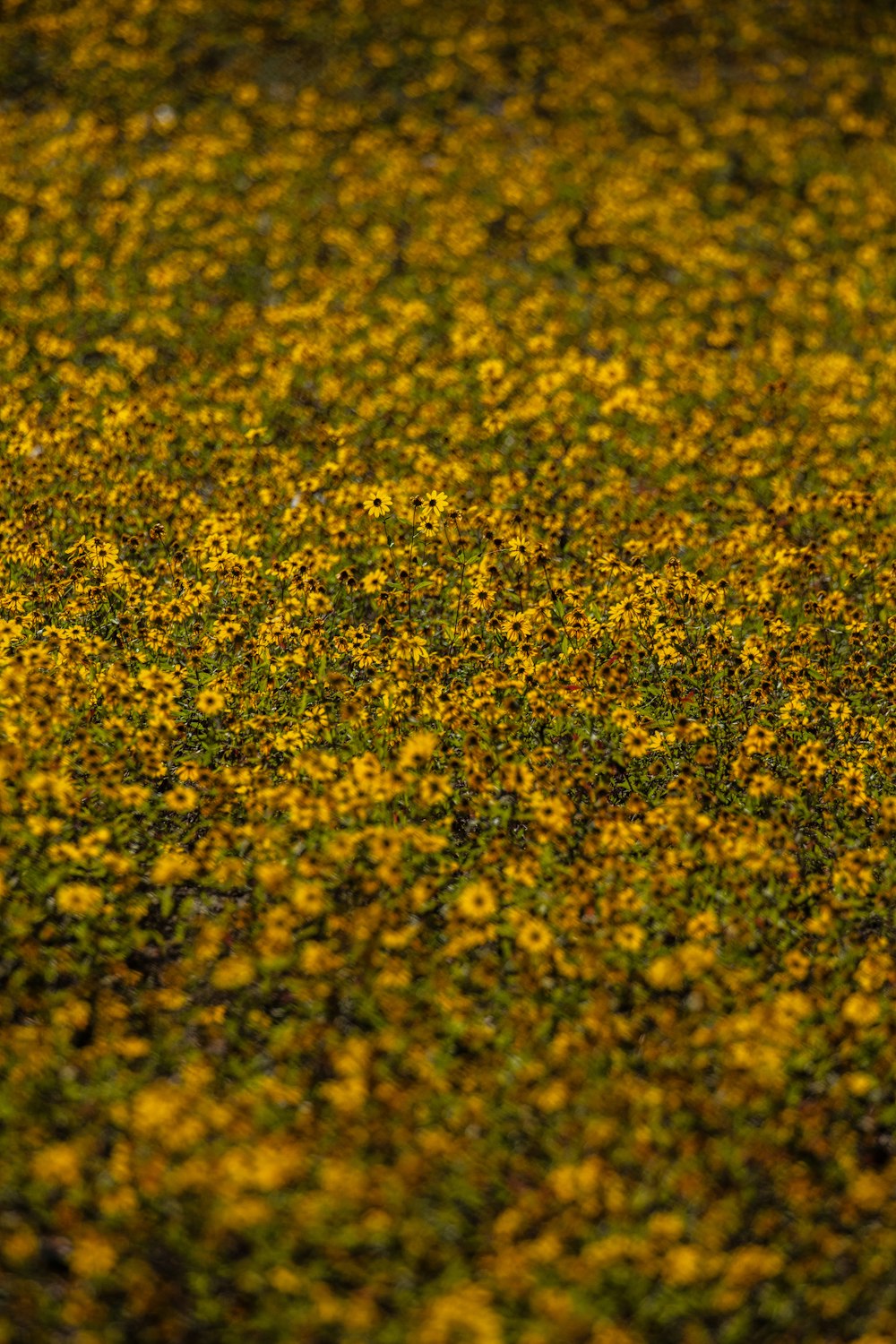 a close up of a yellow and green substance