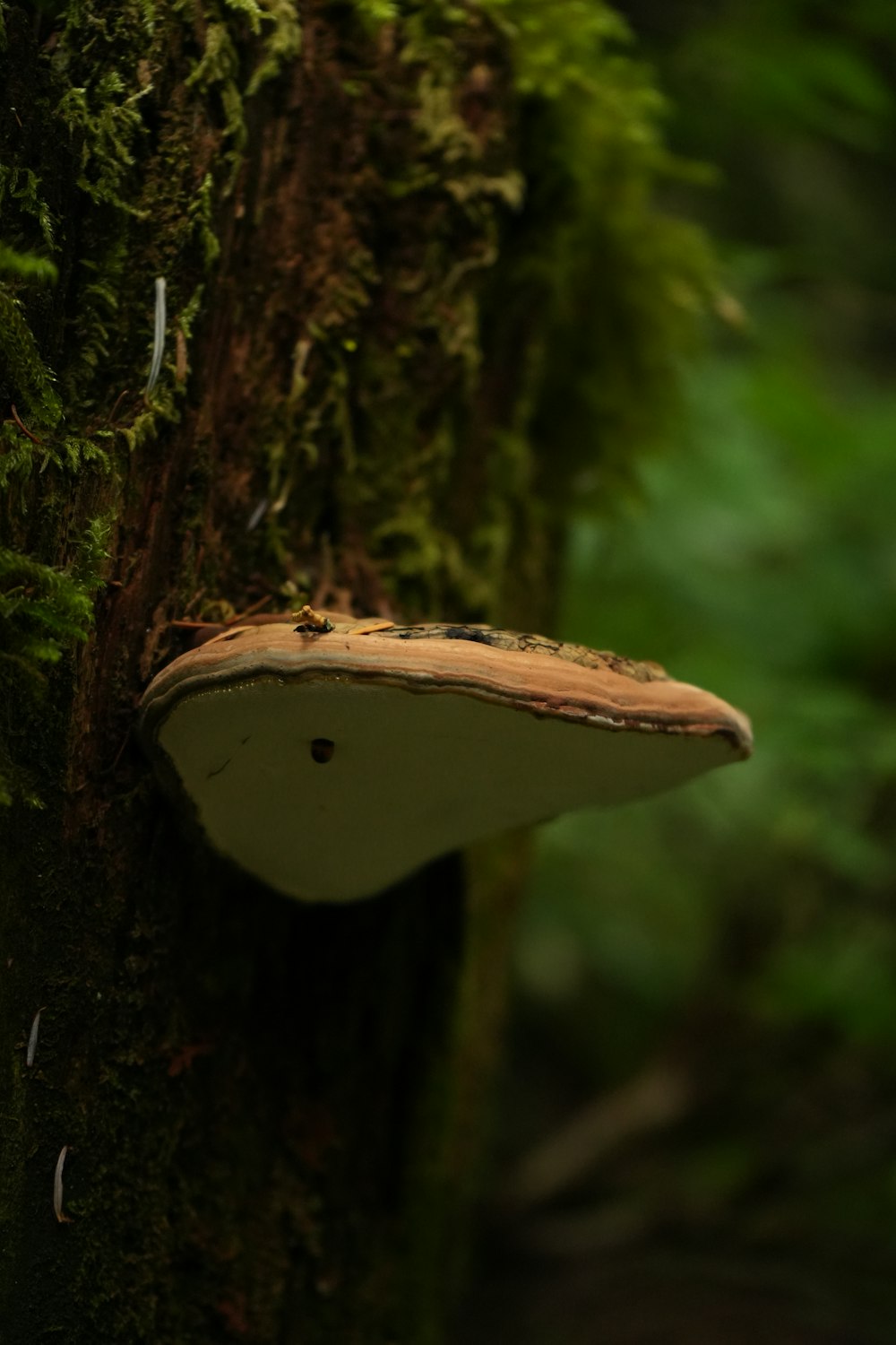 a mushroom growing on a tree