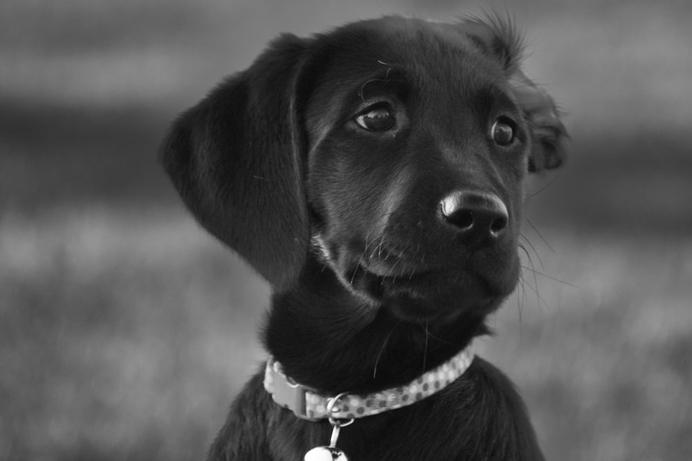 a dog looking at the camera