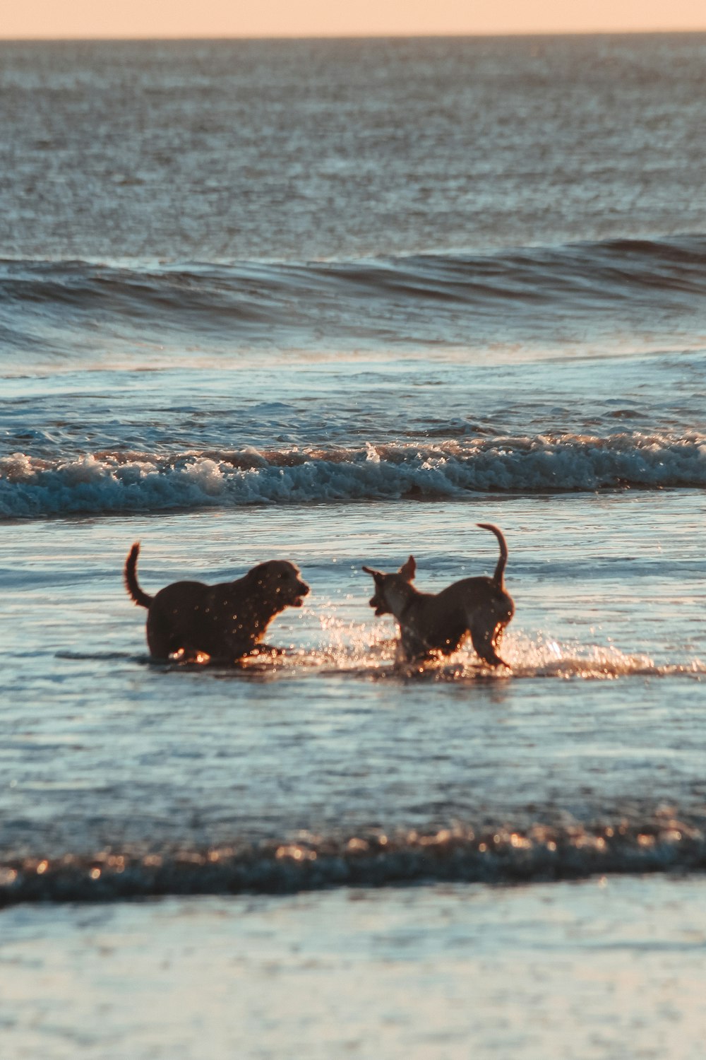 two dogs running in the water