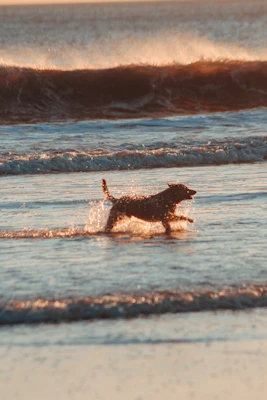 a dog running in the water