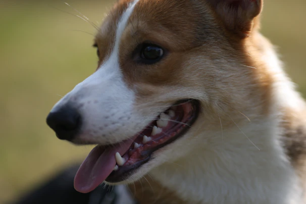 a dog with its mouth open