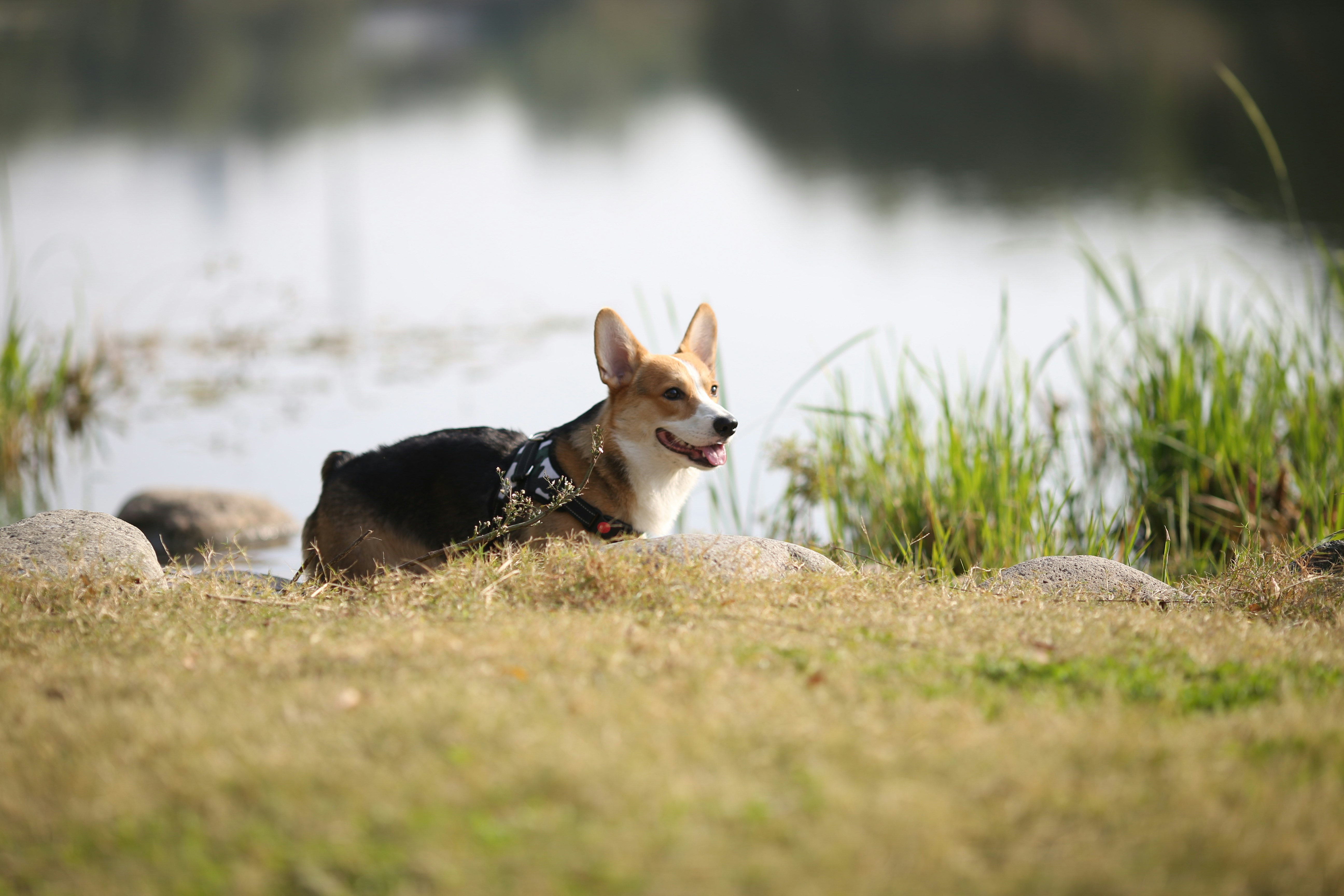 반려견 수명 '이 습관'만 바꿔도 2년 늘어난다?