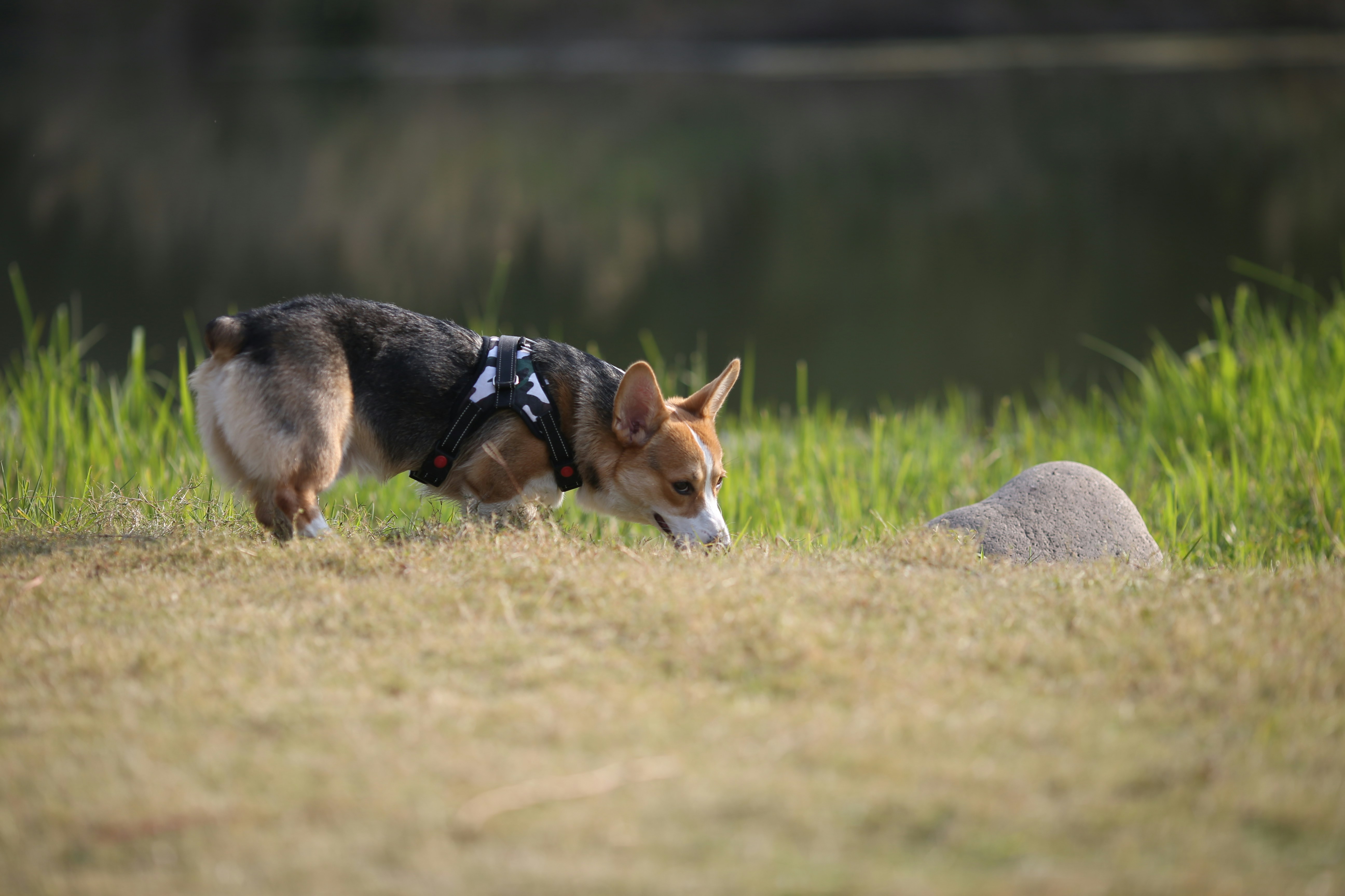 Photo by newpowa
