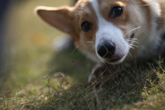 A lively close-up of a playful dog mid-leap in a sun-dappled park, its eyes bright and full of affection.