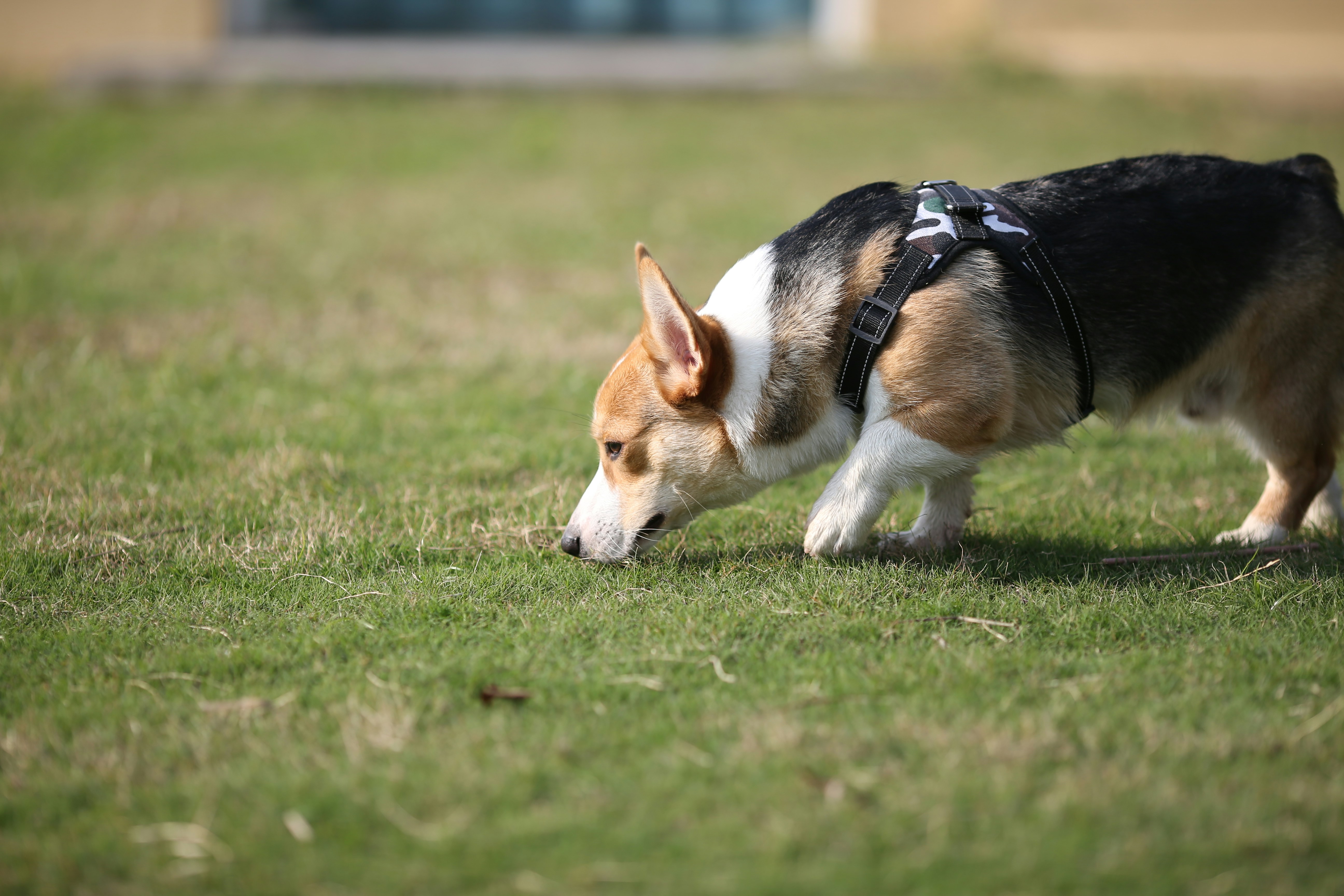 Person training dog with treats