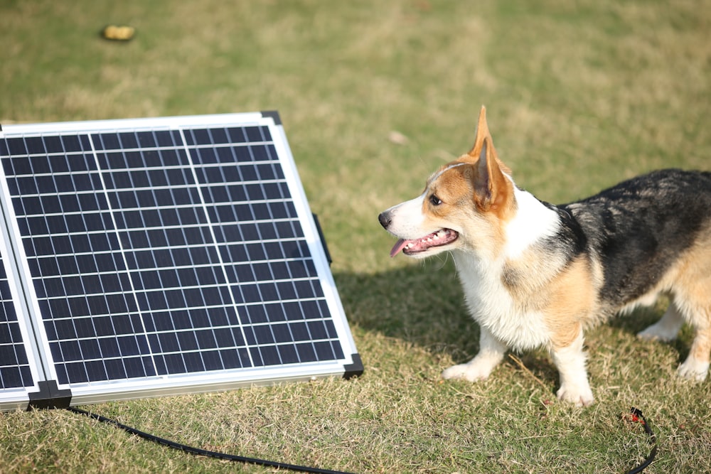 a dog standing next to a solar panel