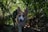 A brown and white dog with large ears is playfully walking through lush green plants, casting dynamic shadows. The dog appears to be enjoying itself, with its tongue slightly out.